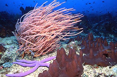  Ellisella sp. (Sea Whip)